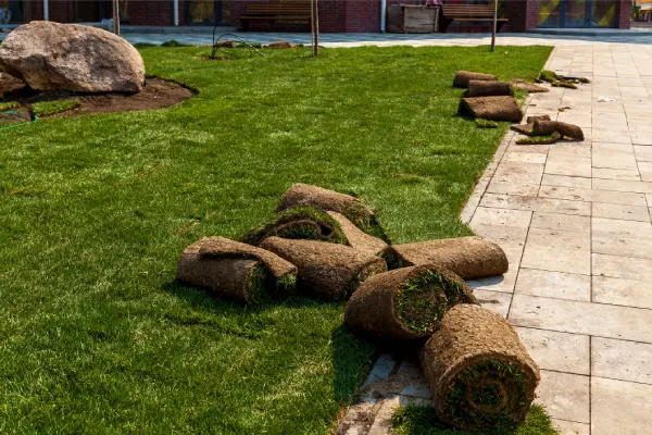 How Long After Installing Sod Can You Walk On It in Las Cruces, NM