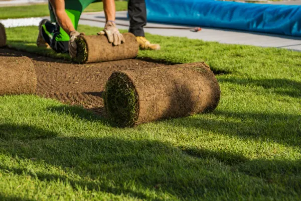 How Long After Installing Sod Can You Walk On It in Las Cruces, NM