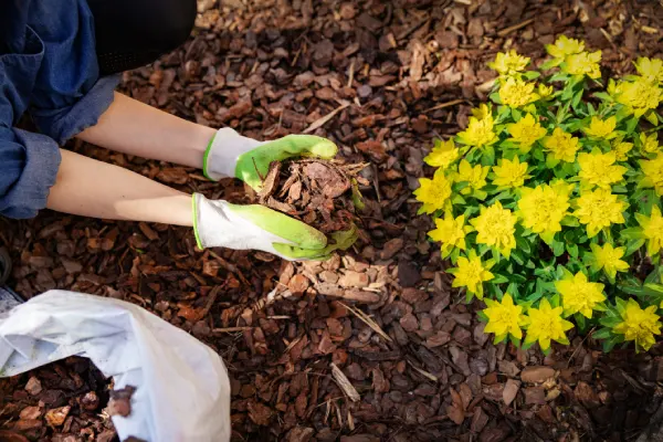 How Long Does Mulch Last in Las Cruces, NM