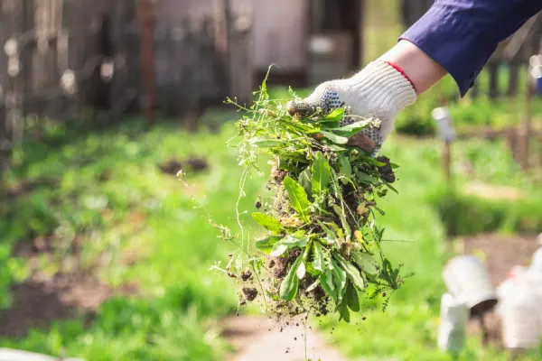 How to Clear a Yard Full of Weeds in Las Cruces, NM