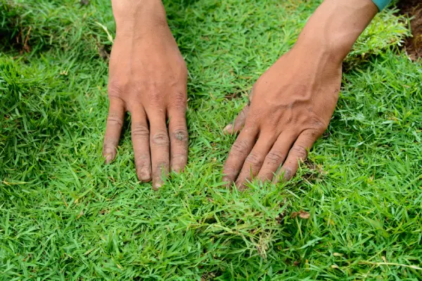 How to Lay Sod Over Existing Lawn in Las Cruces, NM