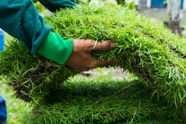 How to Lay Sod Over Existing Lawn in Las Cruces, NM