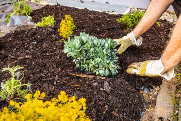 Quality Mulching in Las Cruces, NM