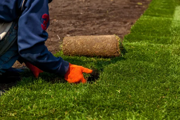 Quality Sod Installation in Las Cruces, NM