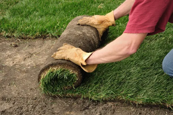 Sod Installation in Las Cruces, NM