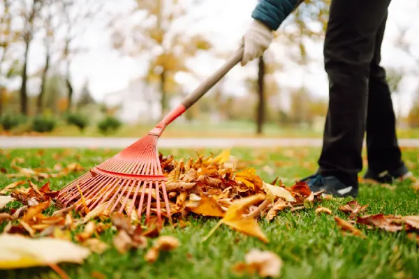 Yard Cleanup in Las Cruces, NM