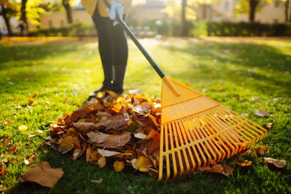 Yard Cleanup in Las Cruces, NM